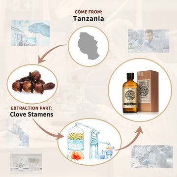 Clove Essential Oil AKARZ Natural And Pure (30ML 100ML )